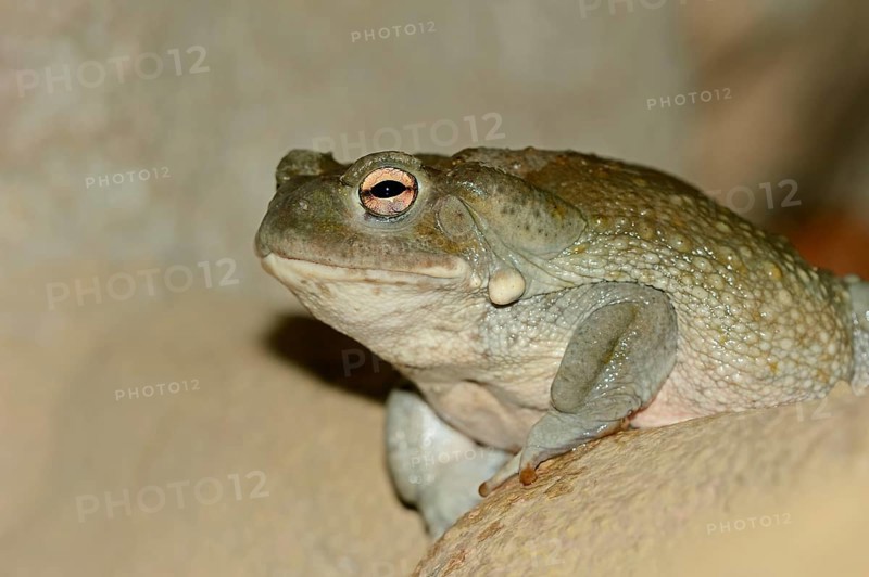 Colorado River Toad (Bufo alvarius), Sonoran Desert Toad