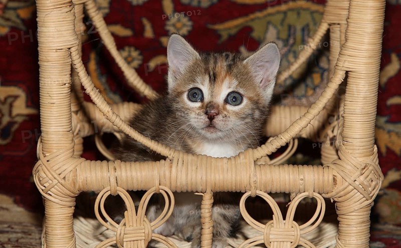 Young domestic cat running sitting in a raffia chair