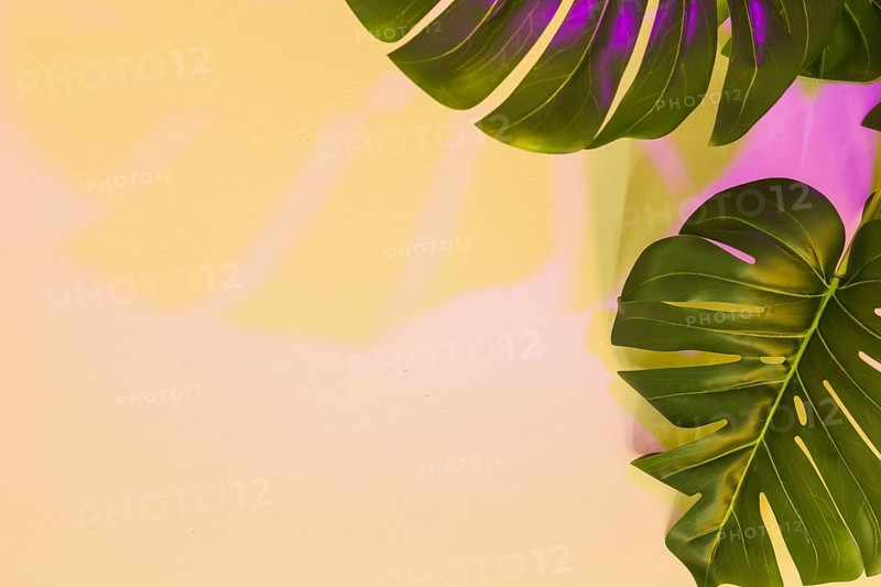 Yellow pink shadow monstera leaf beige backdrop