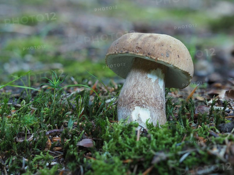 Summer cep (Boletus aestivalis)