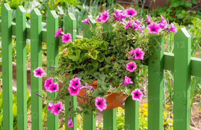 Petunia flower deco at a green wooden fence