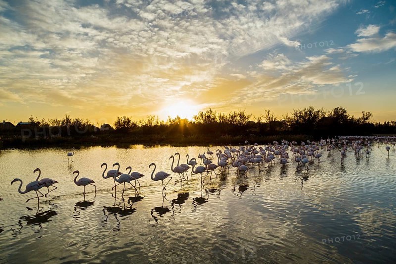 Greater Flamingos (Phoenicopterus roseus), Pont de Gau Ornithological Park, Camargue, France, Europe