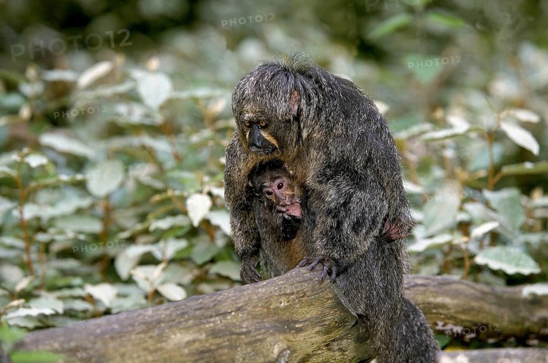 White-faced saki (pithecia pithecia), mother with young
