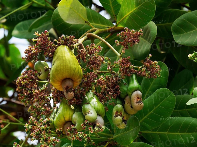 Cashew (anacardium occidentale) Nut, Fruits and Flowers, Cambodia, Asia
