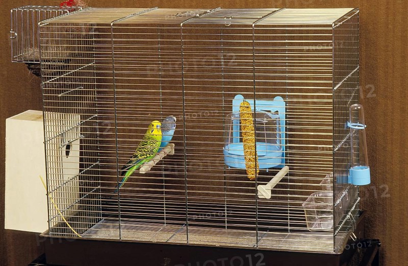 BUDGERIGAR (melopsittacus undulatus) IN A CAGE