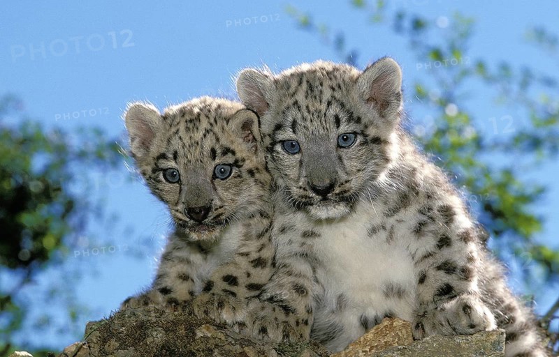 Snow leopard or ounce, uncia uncia, young