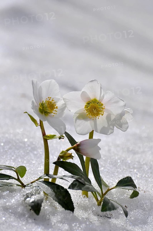 Snow Roses, Christmas Roses (Helleborus niger) in the Snow, Thaw