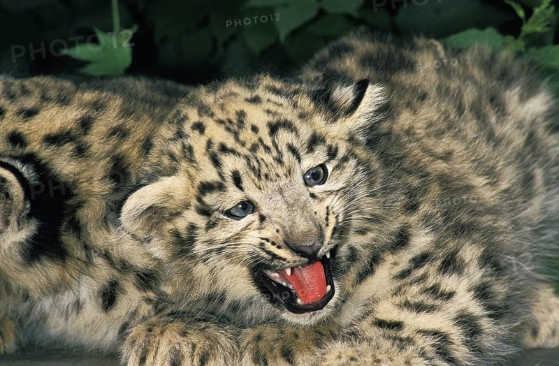 Snow Leopard (uncia uncia) or Ounce, Cub with Open Mouth