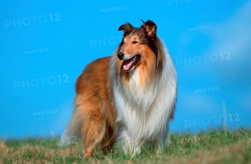 Rough Collie