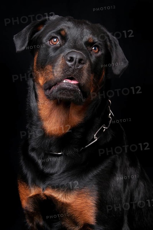 Rottweiler, male, 1 year, chain collar Rottweiler, male, 1 year, collar, chain collar