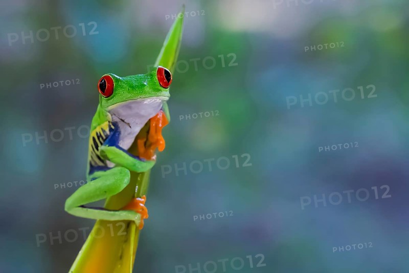 A red-eyed tree frog in the Costa Rican rainforest clings to a heleconia