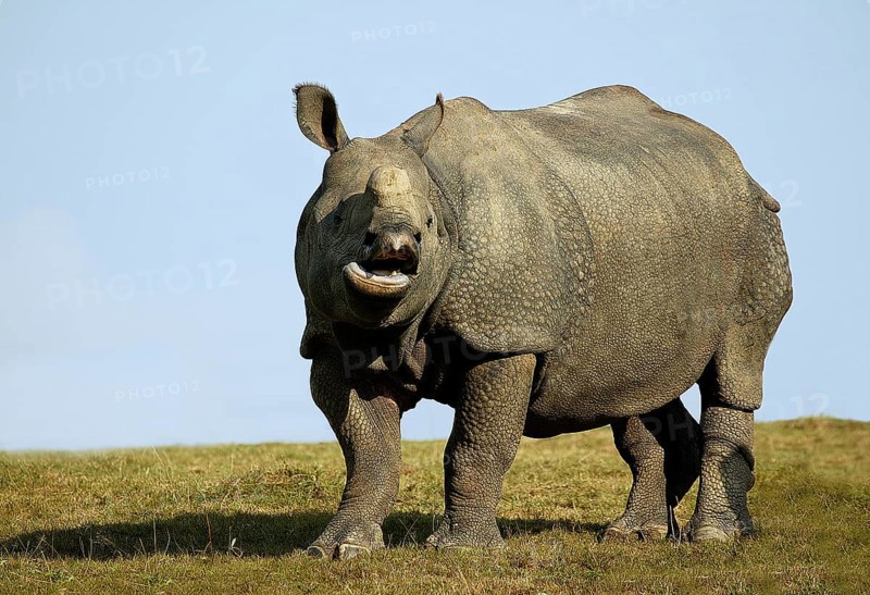 INDIAN indian rhinoceros (rhinoceros unicornis), ADULT CALLING OUT