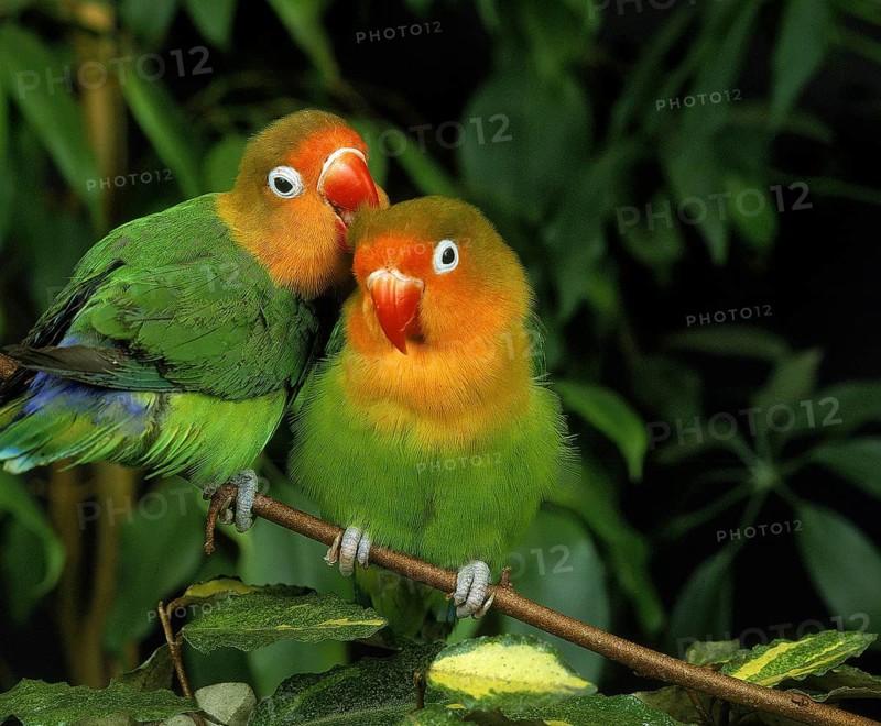 Fischer's Lovebird (agapornis fischeri), Pair Grooming