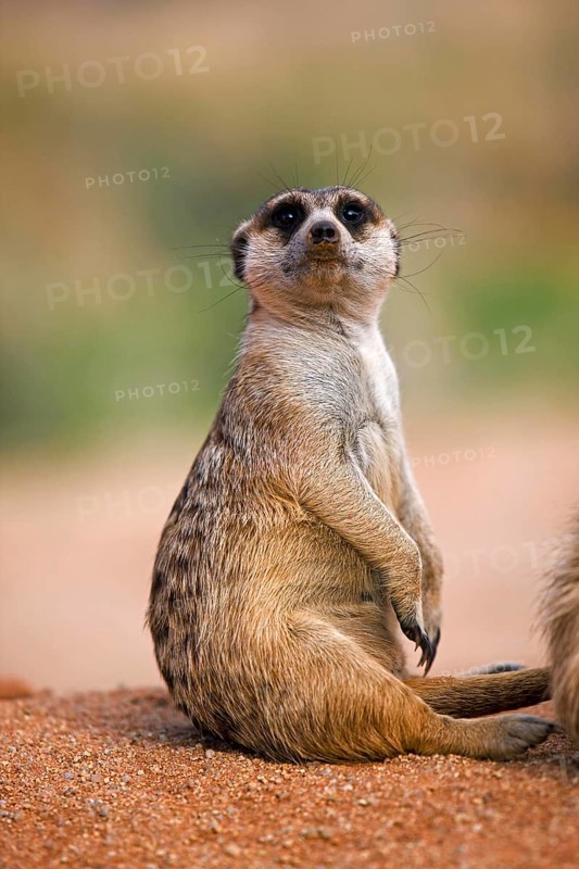 Meerkat (suricata suricatta), Adults sitting, Namibia, Africa