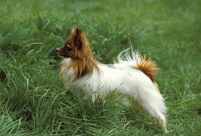 Papillon Dog or Continental Toy Spaniel, Dog standing on Grass