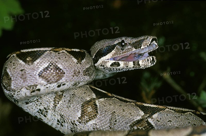 Boa Constrictor, boa constrictor, Adult in Defensive Posture