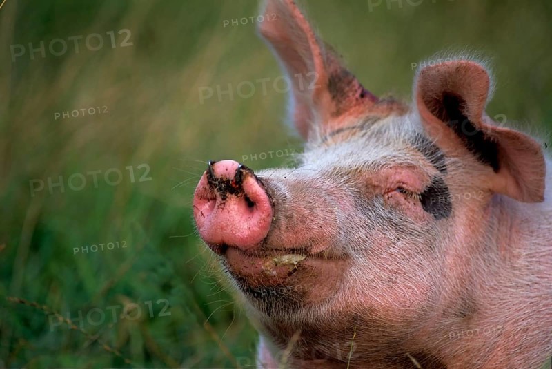 Pig (Sus scrofa domestica)