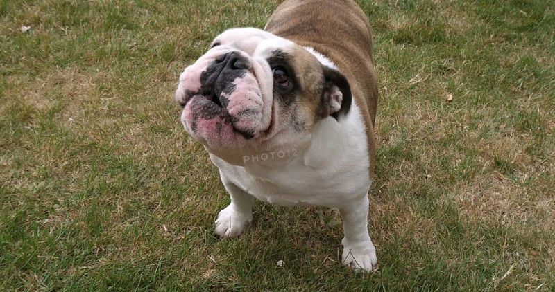 English Bulldog, Female on the Lawn, Normandy