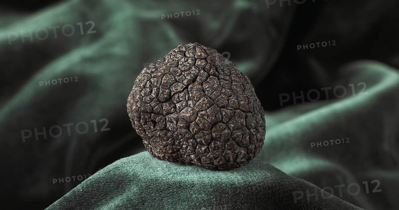 Perigord Truffle (tuber melanosporum), Mushrooms
