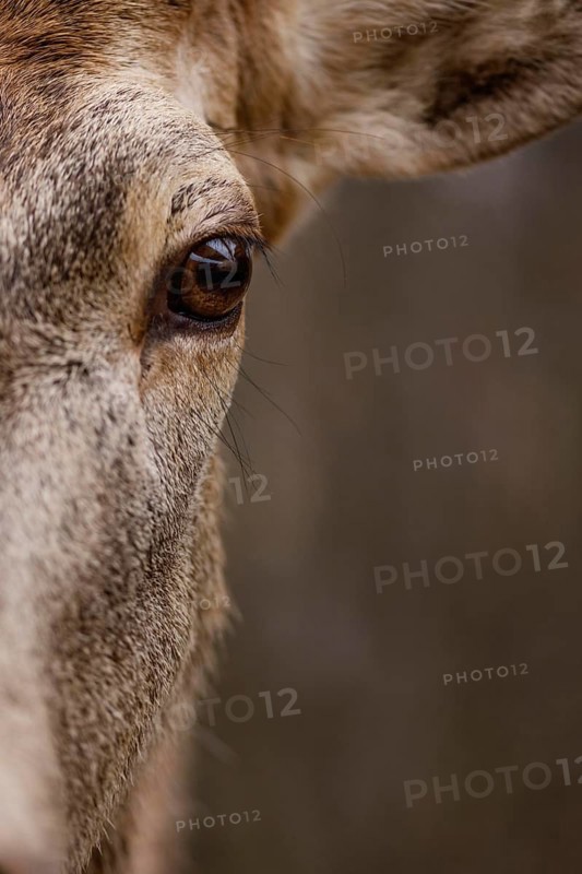 Close up wild deer forest