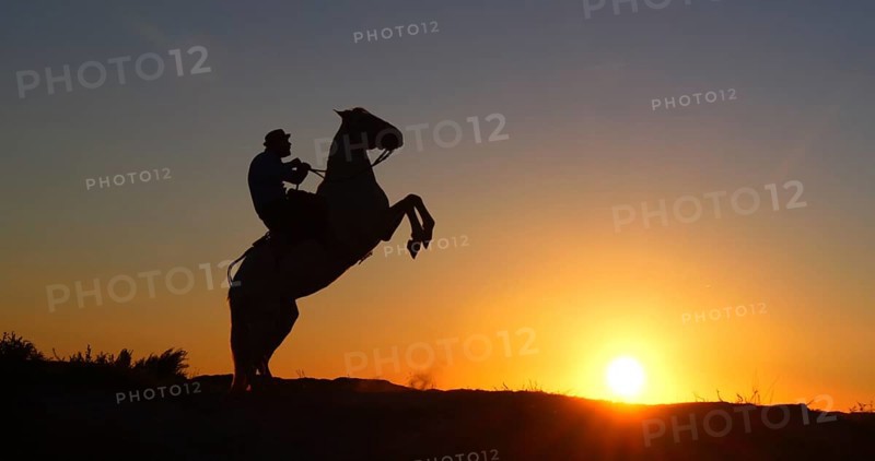 Man on his Camargue Horse Kicking at Sunrise, Manadier in Saintes Maries de la Mer in Camargue, in the South of France, Cow Boy