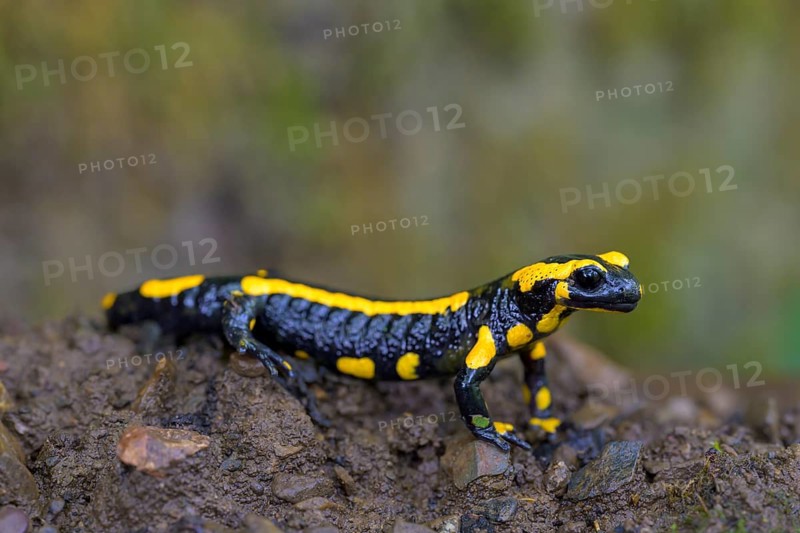 Fire salamander (Salamandra salamandra), Hesse, Germany, Europe