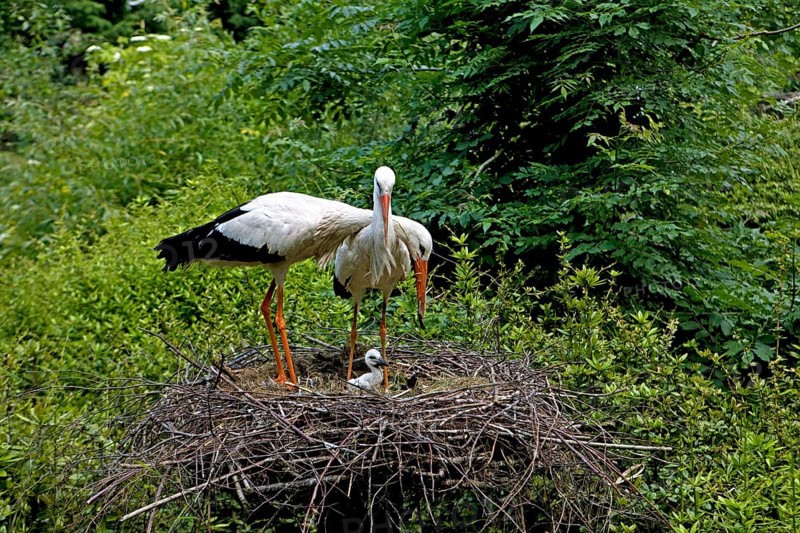 White Stork (ciconia ciconia), Pair with Chick at Nest, Normandy