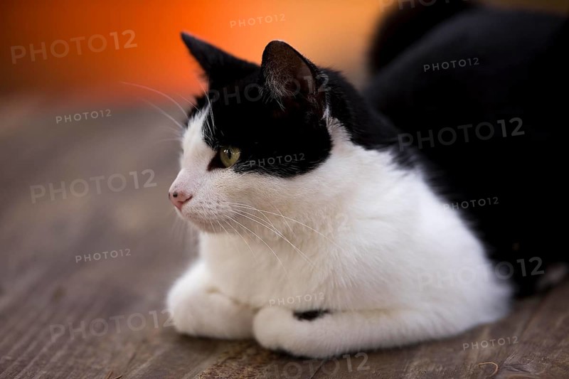 Domestic Cat laying on Wood Chair, Namibia, Africa