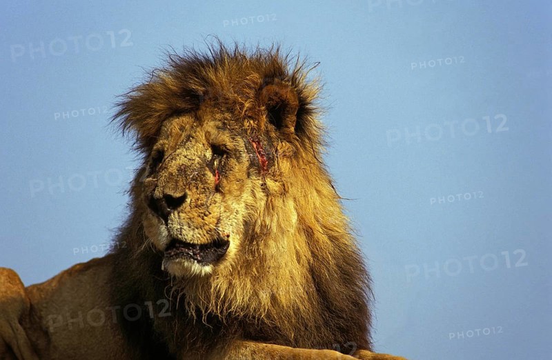 African Lion (panthera leo), Old Male injured after Fight, Masai Mara Park in Kenya