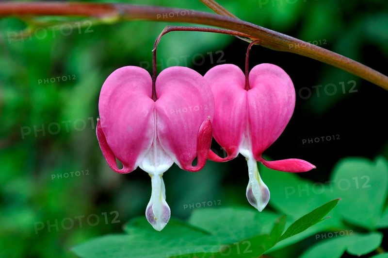 Weeping Heart, lamprocapnos (Lamprocapnos spectabilis)