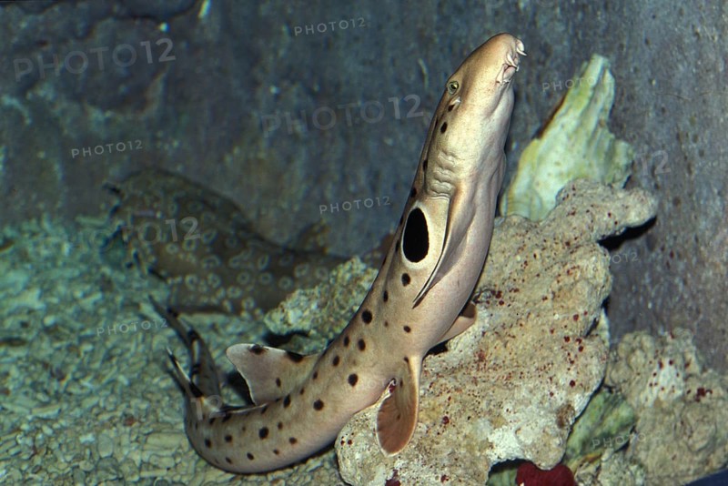 Epaulette Shark (hemiscyllium ocellatum)
