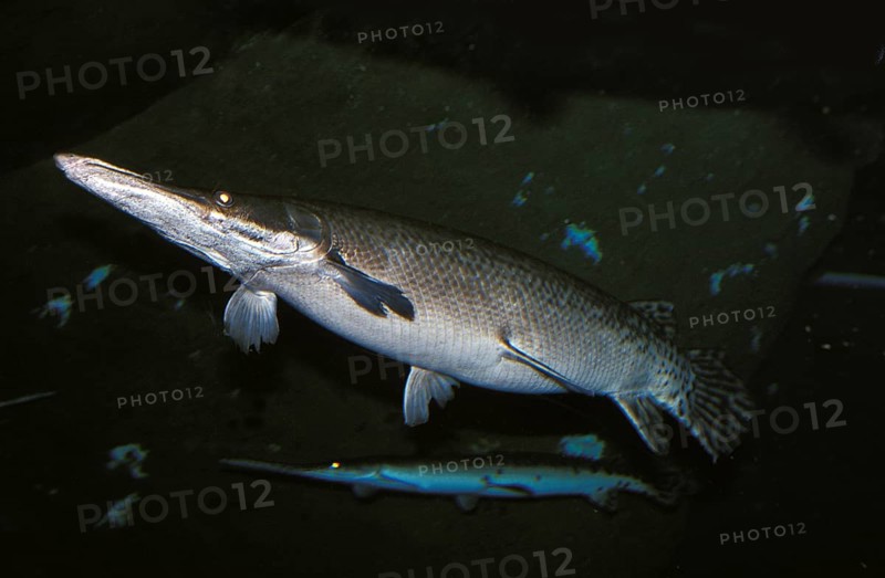 Alligator Gar (atractosteus spatula), Adult