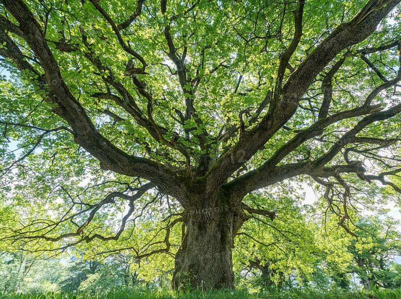 Majestic old oak giving shade to a spring meadow near the village of Maienfeld in Switzerland