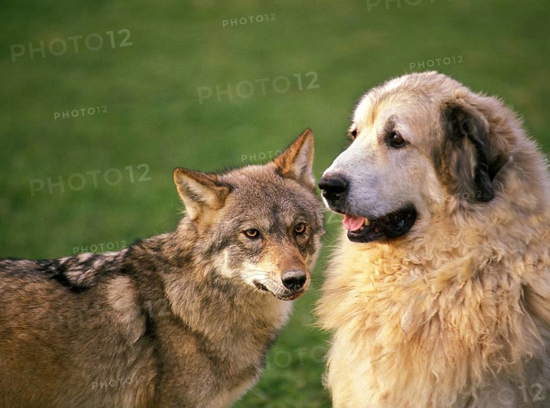 European gray wolf (canis lupus) with a Pyrenean mountain dog