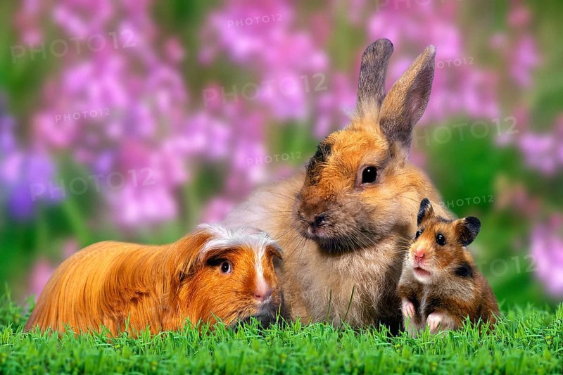 Coronet guinea pigs, rabbits and golden hamsters