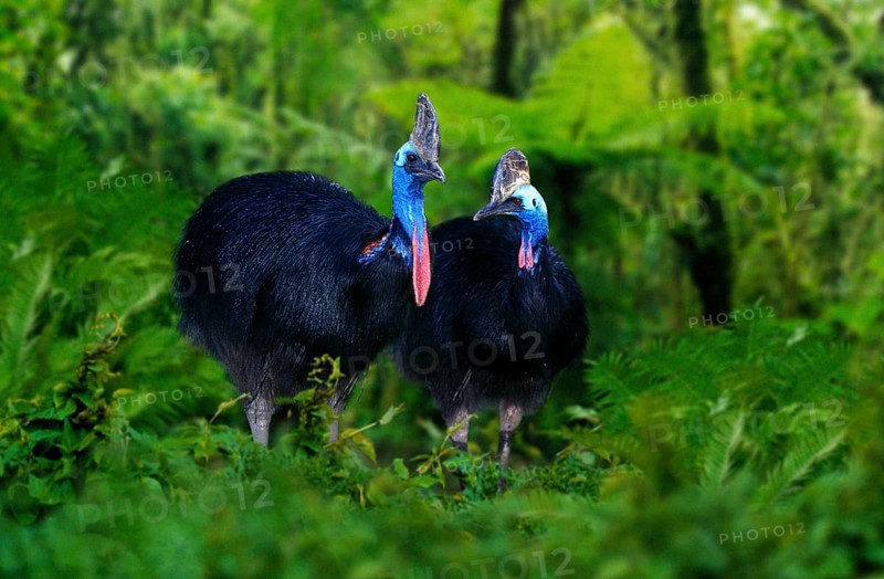Double-wattled cassowaries (Casuarius casuarius), Pair, Cassowary