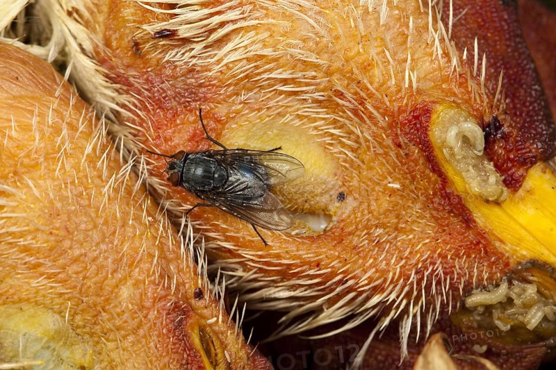 Blue (Calliphora vicina) blowfly on chicken head, blue flesh fly