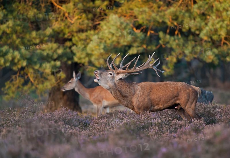 Red deer (Cervus elaphus) male, rut