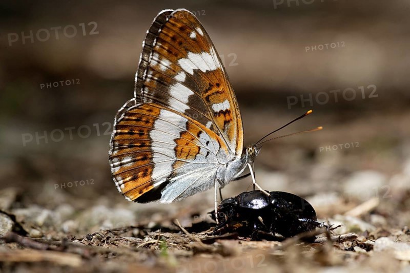 White Admira with dead beetle, Lower Saxony, Germany (Limenitis camilla), side