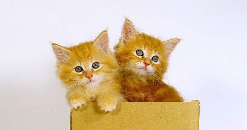 Cream Blotched Tabby Maine Coon Domestic Cat, Kittens playing in a Box against White Background, Normandy in France