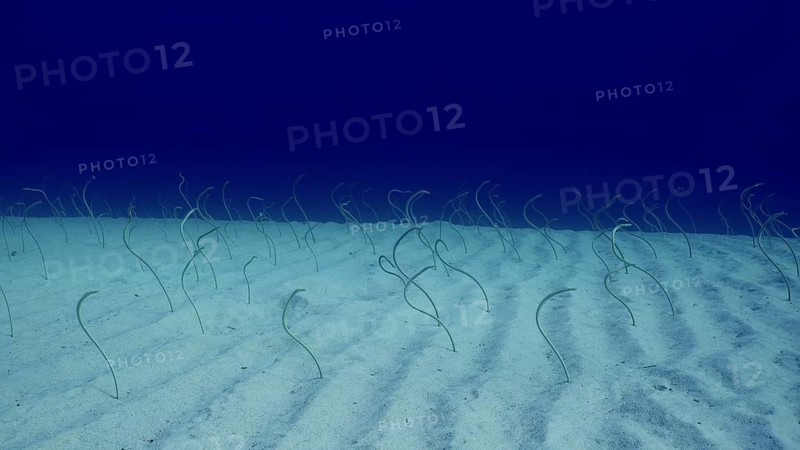 Group of Red Sea garden eels, Indo-Pacific garden eel (Gorgasia sillneri) or Spotted Garden Eel feeds on plankton leaning out of sandy bottom on bright sunny day, Red sea, Dahab, Eel Garden, Egypt, Africa