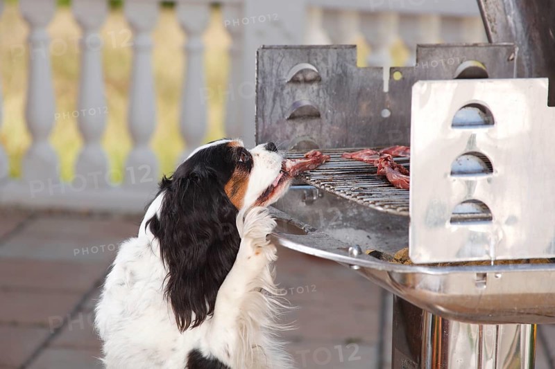 Cavalier King Charles Spaniel, tricolour, steals meat from barbecue, barbecue meat, steal