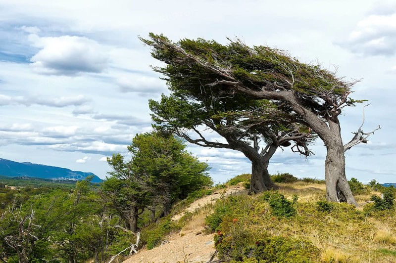 Arboles Banderas, wind shaped trees, Tierra del Fuego, Patagonia, Argentina, wind, windy, South America
