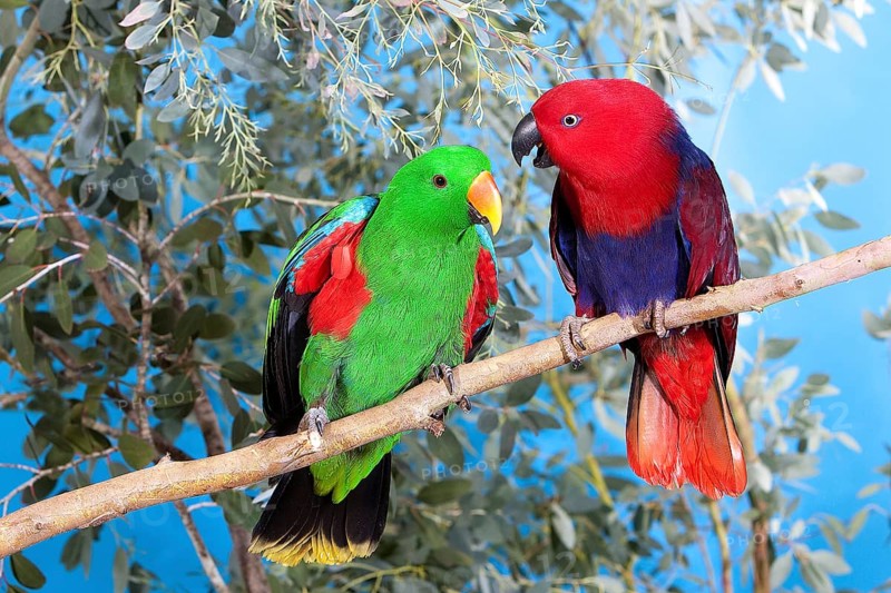Eclectus Parrot (eclectus roratus), Pair on Branch, Male (green) and Female (Red)