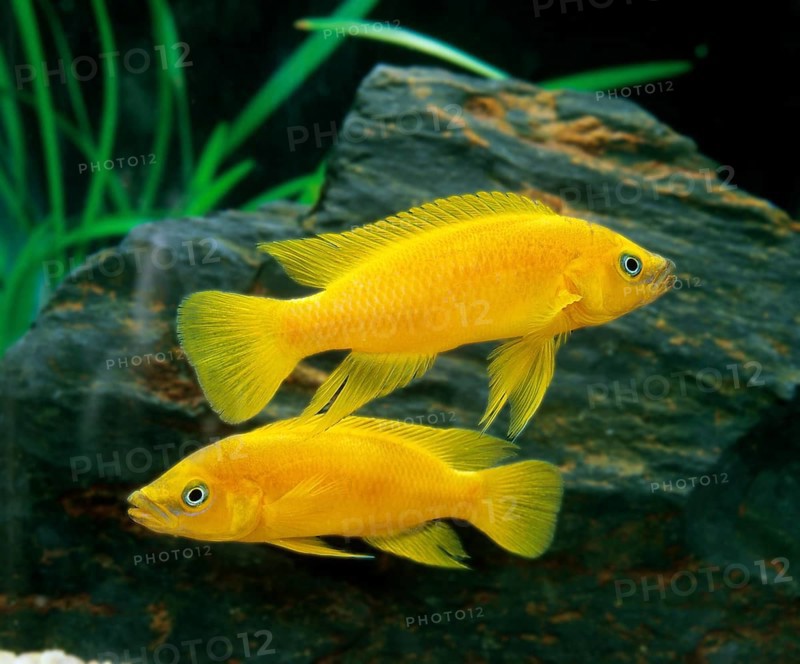 Neolamprologus leleupi (Lamprologus leleupi), Gold Cichlid, Tanganyika Gold Cichlids, Gold Cichlids, Other Animals, Fishes, Animals, Cichlids, Lemon Cichlid, neolamprologus leleupi, Fishes Aquarium
