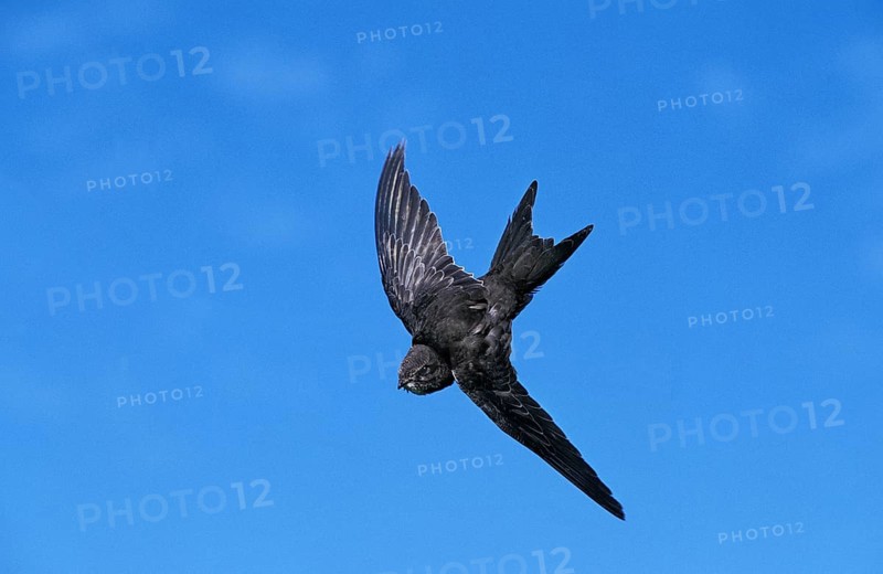 Common swift (apus apus), adult in flight against blue sky