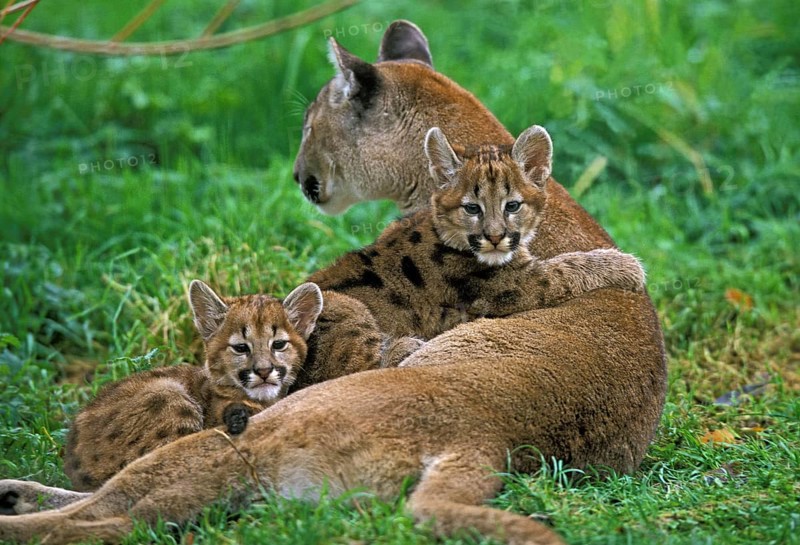 COUGAR (puma concolor), MOTHER WITH CUBS