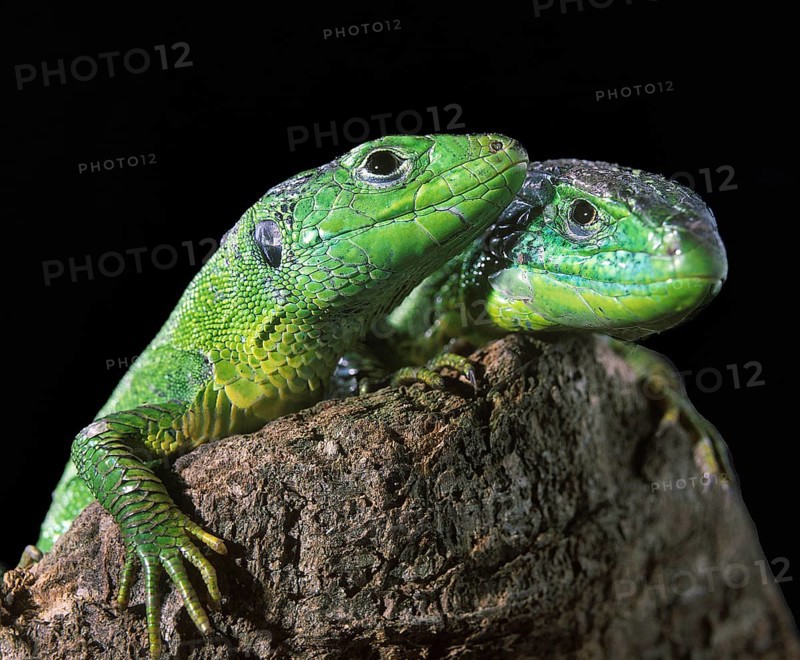 Green Lizard (lacerta viridis), Adults standing on Stump
