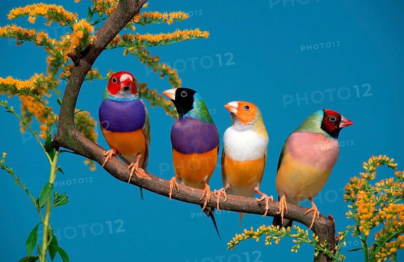 Gouldian finches (Chloebia gouldiae)