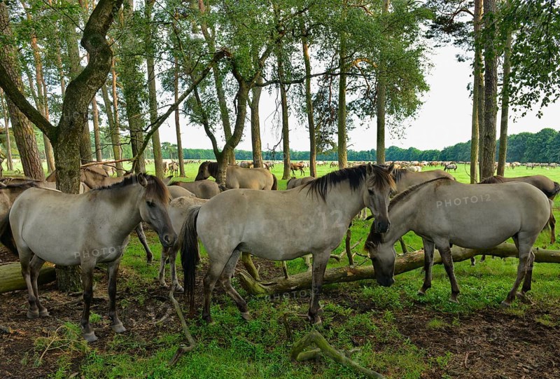 Dülmen wild horses resting in forest, Merfelder Bruch, Dülmen, Münsterland, North Rhine-Westphalia, Germany, Europe